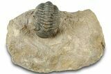 Curled Reedops Trilobite - Atchana, Morocco #312340-3